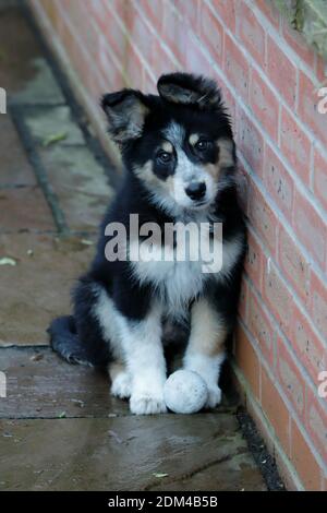 Archie a Border Collie (canis lupus) Der Welpen 11weeks alt saß an einer Wand gelehnt Stockfoto