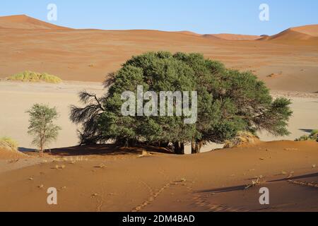 Dünenlandschaft Sossusvlei Mit Kamel-Thorn-Baum Vachellia Erioloba, Namib Naukluft, Namib Desert, Namibia Stockfoto