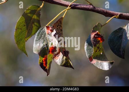 Äste Blätter und Birnenfrüchte, die von orangenen rostigen Flecken und hornförmigen Wucherungen mit Sporen des Pilzes Gymnosporangium sabinae in einem menschlichen Hausgarten betroffen sind. Birnenblätter mit Birnenrostbefall. Stockfoto