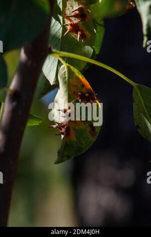 Äste Blätter und Birnenfrüchte, die von orangenen rostigen Flecken und hornförmigen Wucherungen mit Sporen des Pilzes Gymnosporangium sabinae in einem menschlichen Hausgarten betroffen sind. Birnenblätter mit Birnenrostbefall. Stockfoto