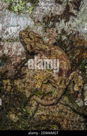 Der Sabah Flying Gecko (Ptychozoon [Gekko] rhacophorus), der im Mount Kinabalu Nationalpark und im crocker Range im malaysischen Borneo beheimatet ist. Stockfoto