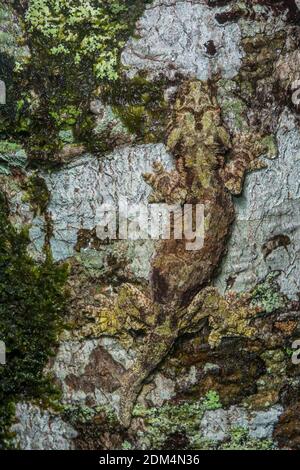 Der Sabah Flying Gecko (Ptychozoon [Gekko] rhacophorus), der im Mount Kinabalu Nationalpark und im crocker Range im malaysischen Borneo beheimatet ist. Stockfoto