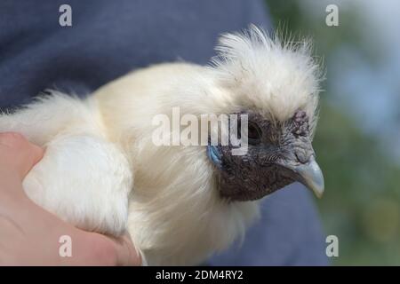 3 - Nahaufnahme Porträt eines weißen Seiden Huhn gehalten. Detail von Huhn vor weichem Hintergrund Bokeh mit Outdoor-Farben gezeigt Stockfoto