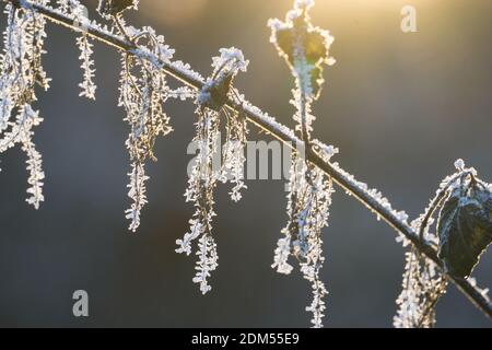 Goldene Sonnenlift am Wintermorgen auf mattierten Zweig fallen Stockfoto