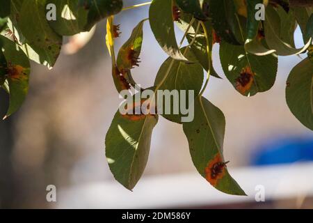 Äste Blätter und Birnenfrüchte, die von orangenen rostigen Flecken und hornförmigen Wucherungen mit Sporen des Pilzes Gymnosporangium sabinae in einem menschlichen Hausgarten betroffen sind. Birnenblätter mit Birnenrostbefall. Stockfoto