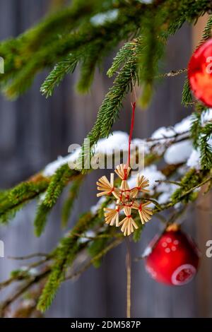 Christbaumschmuck Outdoor am Tannenzweig. Weihnachtsbaumschmuck im Wald. rote Christbaumkugeln und Strohstern, Corona Weihnachtszeit Österreich Stockfoto