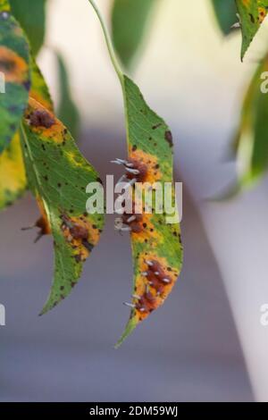 Äste Blätter und Birnenfrüchte, die von orangenen rostigen Flecken und hornförmigen Wucherungen mit Sporen des Pilzes Gymnosporangium sabinae in einem menschlichen Hausgarten betroffen sind. Birnenblätter mit Birnenrostbefall. Stockfoto