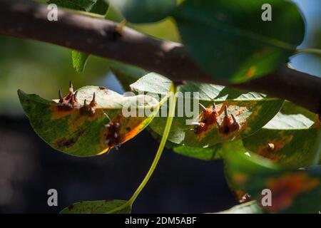 Äste Blätter und Birnenfrüchte, die von orangenen rostigen Flecken und hornförmigen Wucherungen mit Sporen des Pilzes Gymnosporangium sabinae in einem menschlichen Hausgarten betroffen sind. Birnenblätter mit Birnenrostbefall. Stockfoto