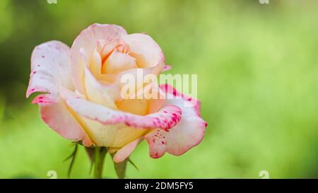 Pale pink open rose flower bud grow in summer garden. Green natural blurred bokeh Stockfoto