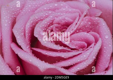 Makro einer rosa Rose mit Wassertropfen darauf, Rahmen Füllung als Hintergrundbild Stockfoto