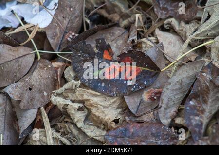 Äste Blätter und Birnenfrüchte, die von orangenen rostigen Flecken und hornförmigen Wucherungen mit Sporen des Pilzes Gymnosporangium sabinae in einem menschlichen Hausgarten betroffen sind. Birnenblätter mit Birnenrostbefall. Stockfoto