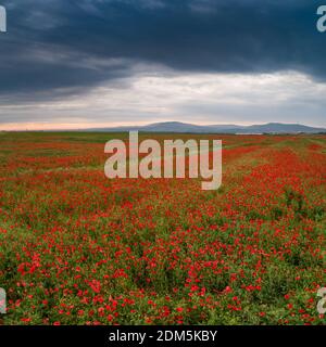 Schönes rotes Mohn Feld mit bewölktem Himmel Stockfoto