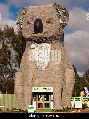 The Giant Koala, Dadswells Bridge, Victoria, Australien Stockfoto