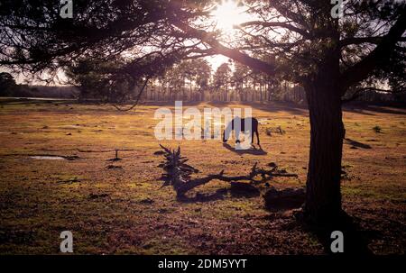 Hintergrundbeleuchtete neue Waldlandschaft mit einem Pony eingerahmt von Ein Baum grast in Schuss als die Sonne untergeht hinzufügen Flare und eine schöne orange und lila Farbton Stockfoto