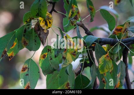 Äste Blätter und Birnenfrüchte, die von orangenen rostigen Flecken und hornförmigen Wucherungen mit Sporen des Pilzes Gymnosporangium sabinae in einem menschlichen Hausgarten betroffen sind. Birnenblätter mit Birnenrostbefall. Stockfoto