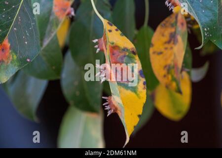 Äste Blätter und Birnenfrüchte, die von orangenen rostigen Flecken und hornförmigen Wucherungen mit Sporen des Pilzes Gymnosporangium sabinae in einem menschlichen Hausgarten betroffen sind. Birnenblätter mit Birnenrostbefall. Stockfoto