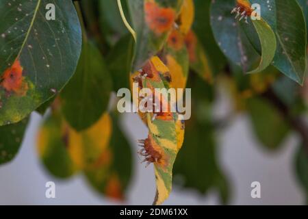 Äste Blätter und Birnenfrüchte, die von orangenen rostigen Flecken und hornförmigen Wucherungen mit Sporen des Pilzes Gymnosporangium sabinae in einem menschlichen Hausgarten betroffen sind. Birnenblätter mit Birnenrostbefall. Stockfoto