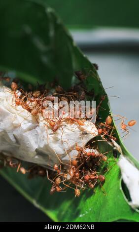 Rote Weberameisen Teamarbeit, Rote Ameisen Teamarbeit. Konzept der gemeinsamen Zusammenarbeit. Rotfeuerameisen Gebäude Nest. Ameisen nisten aus den Blättern. Stockfoto