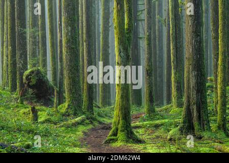 Nebel, 2nd Growth Forest, Golden Ears Provincial Park, Maple Ridge, British Columbia, Kanada Stockfoto