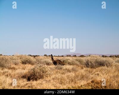 Emu (Dromaius novaehollandiae) im Grasland bei Leigh Creek, Südaustralien. Stockfoto