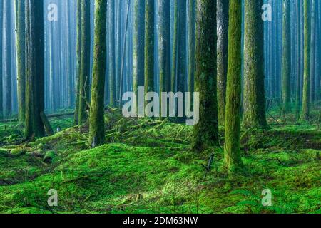 Nebel, 2nd Growth Forest, Golden Ears Provincial Park, Maple Ridge, British Columbia, Kanada Stockfoto