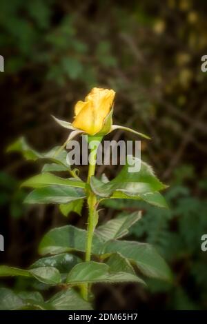 Rosa ‘Golden Smiles’ in Blume, natürliches Pflanzen-/Blumenportrait Stockfoto