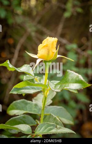 Rosa ‘Golden Smiles’ in Blume, natürliches Pflanzen-/Blumenportrait Stockfoto