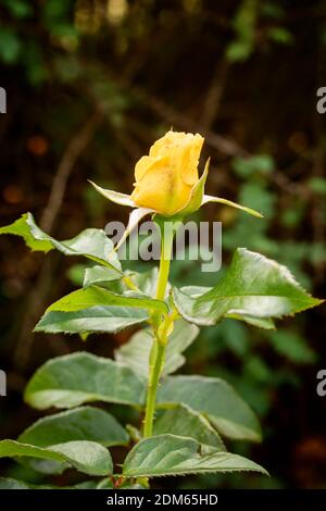 Rosa ‘Golden Smiles’ in Blume, natürliches Pflanzen-/Blumenportrait Stockfoto