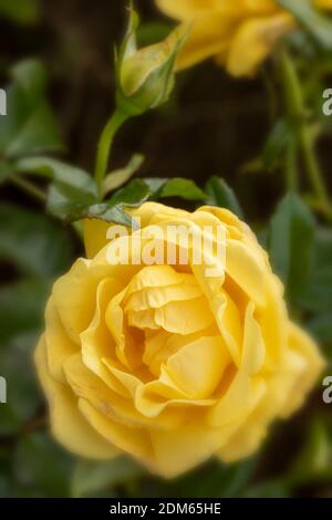 Rosa ‘Golden Smiles’ in Blume, natürliches Pflanzen-/Blumenportrait Stockfoto