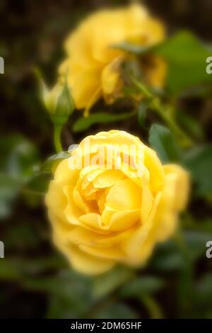 Rosa ‘Golden Smiles’ in Blume, natürliches Pflanzen-/Blumenportrait Stockfoto