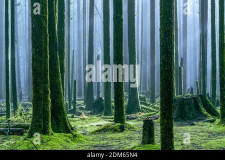 Nebel, 2nd Growth Forest, Golden Ears Provincial Park, Maple Ridge, British Columbia, Kanada Stockfoto