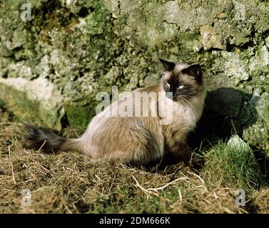 Balinesische Hauskatze Stockfoto