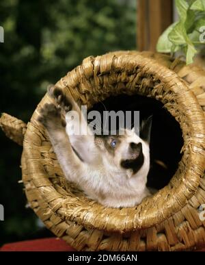 Balinesische Hauskatze spielen in Korb Stockfoto