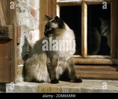 Balinesische Hauskatze am Fenster Stockfoto
