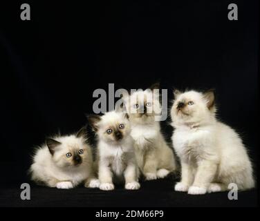Birmanese Hauskatze, Kätzchen gegen schwarzen Hintergrund Stockfoto