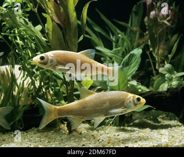 Goldene Orfe Leuciscus IDU Stockfoto