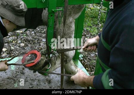 Hufschmied Hufbeschlag Zugpferd Stockfoto
