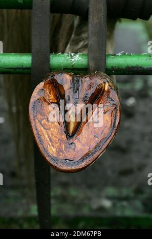 Hufschmied Hufbeschlag Zugpferd Stockfoto
