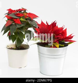 Zwei Weihnachtssterne in Aluminiumtöpfen auf hellgrauem Hintergrund. Quadratischer Rahmen Stockfoto