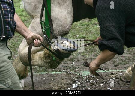 Hufschmied Hufbeschlag Zugpferd Stockfoto
