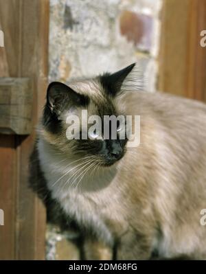 Balinesische Hauskatze Stockfoto
