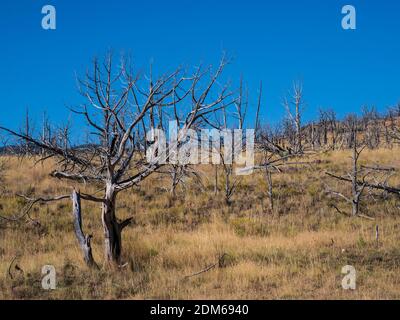 Verbranntes Holz aus dem 2002 Mustang Fire, Dripping Spring Campground, Flaming Gorge National Recreation Area in der Nähe von Dutch John, Utah. Stockfoto