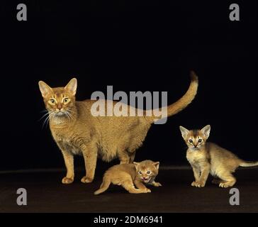 Roten Abessinier Hauskatze, Mutter und Kätzchen vor schwarzem Hintergrund Stockfoto