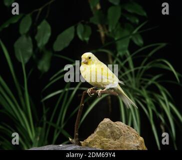 Malinois Canary or Song Canary, serinus canaria Stock Photo