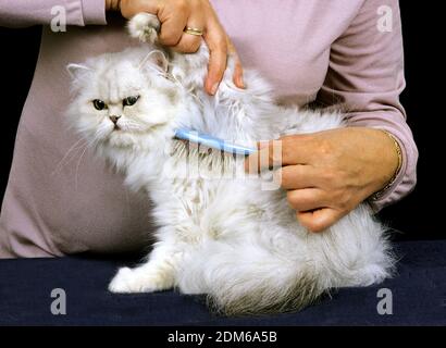 Frau, die pflegend einer weiße Perser Hauskatze, Pinsel Stockfoto