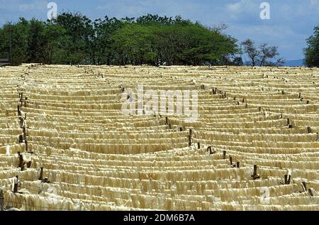 Seil-Fabrik, Sisal Pflanze Agave Sisalana, Fort Dauphin auf Madagaskar Stockfoto