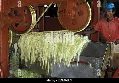 Seil-Fabrik, Sisal Pflanze Agave Sisalana, Fort Dauphin auf Madagaskar Stockfoto