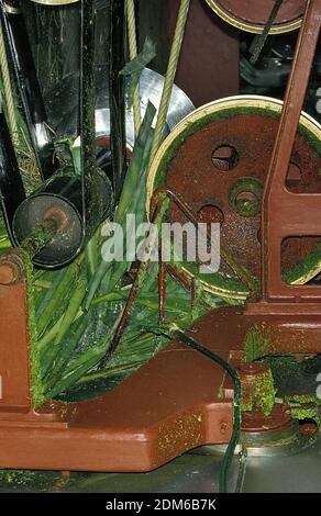 Seil-Fabrik, Sisal Pflanze Agave Sisalana, Fort Dauphin auf Madagaskar Stockfoto