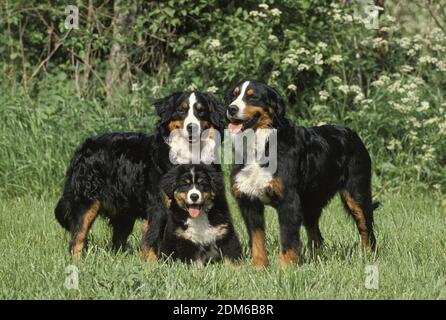Berner Sennenhund, Gruppe auf Gras stehend Stockfoto
