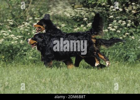 Berner Sennenhund, Erwachsene laufen Stockfoto